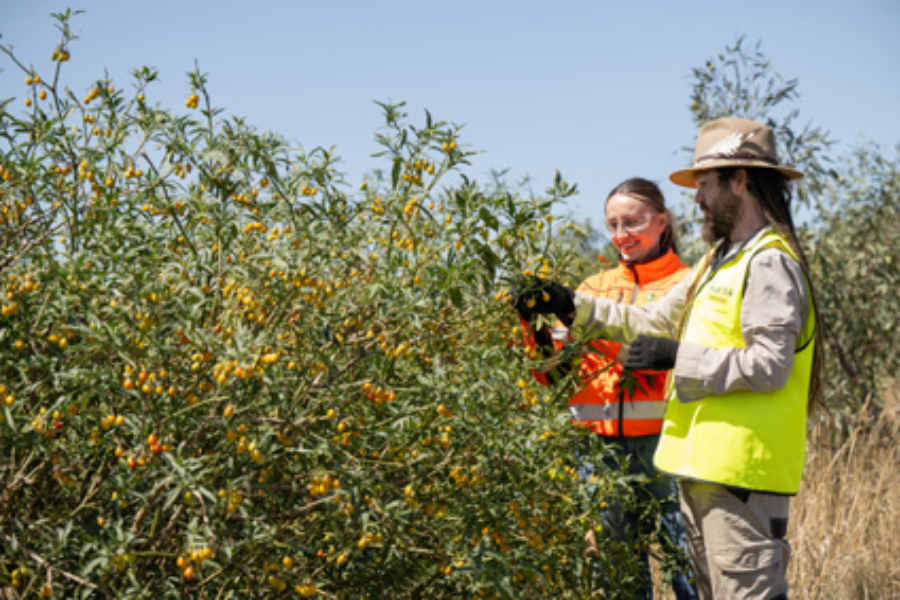 Seed collecting with Nugal Biik at Heidelberg Materials Wollert Quarry Landfill.